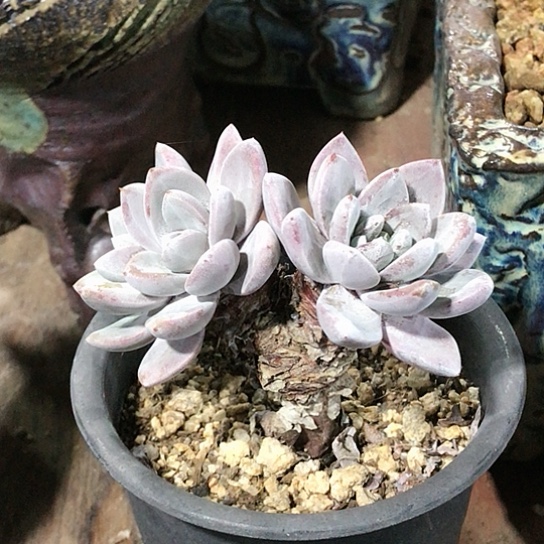 厚叶苹果叶仙女棒杯