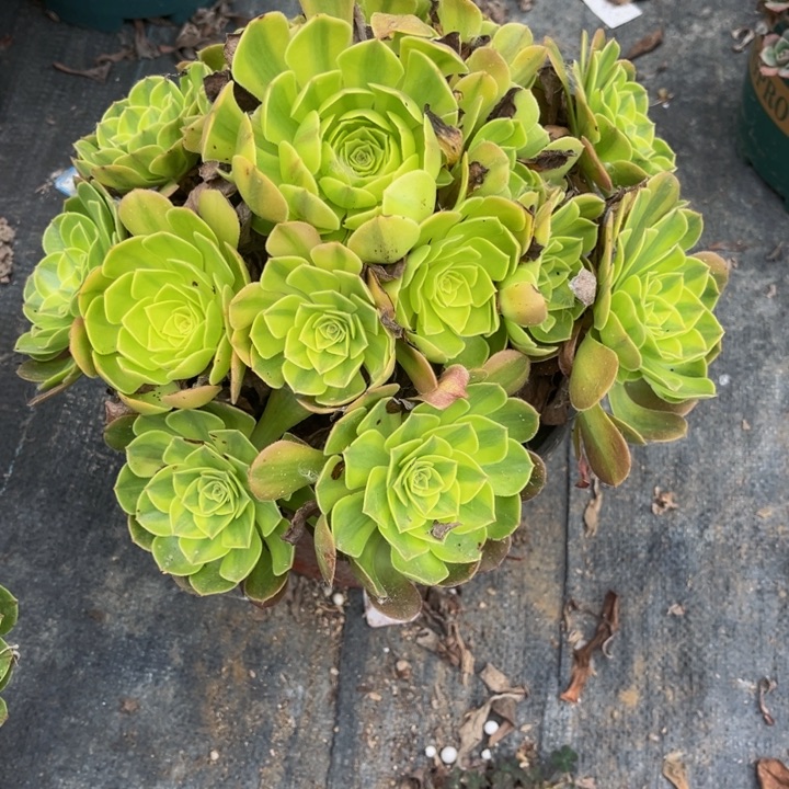 262雨荷多肉植物法师