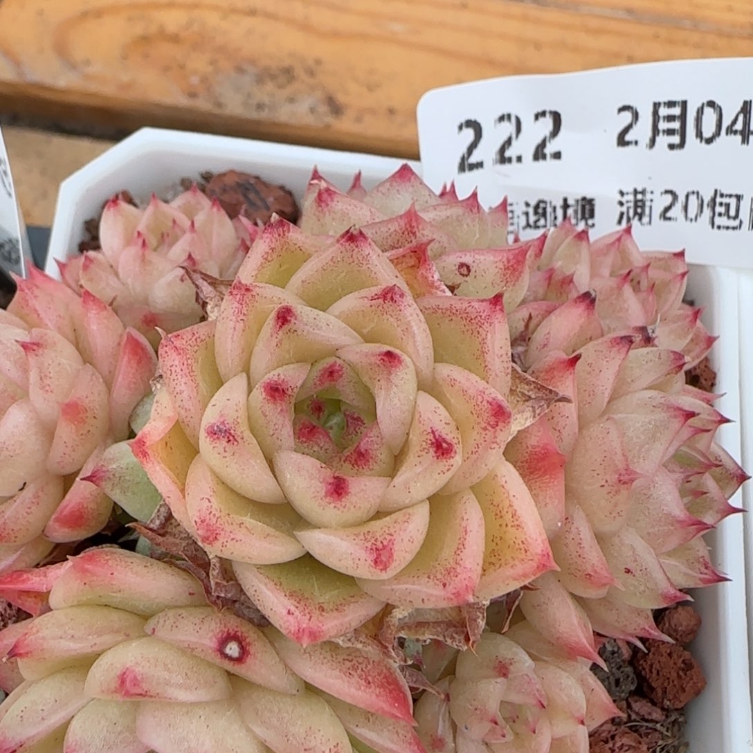 花语逸镜0204-222散