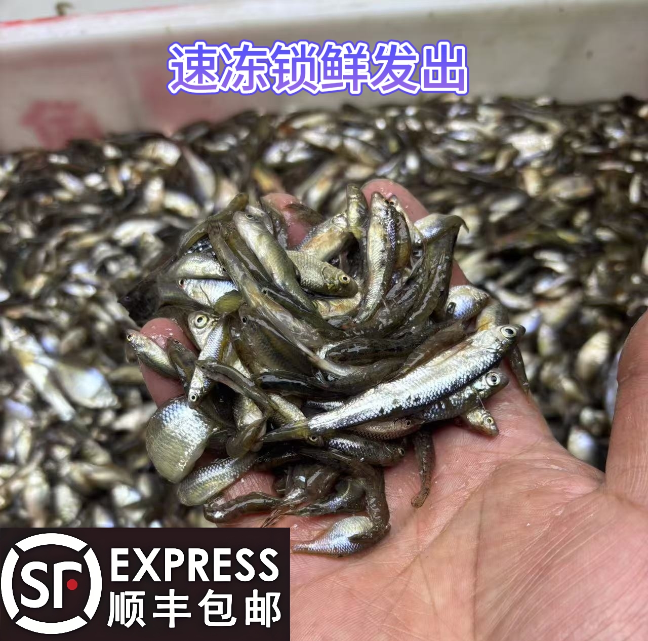 小杂鱼4斤速冻发货