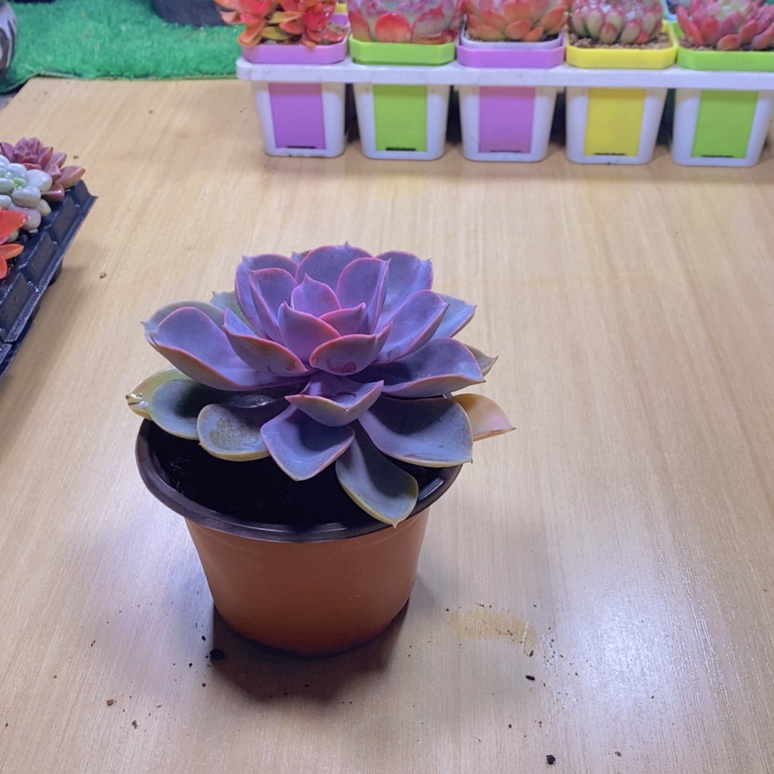 无花朵多肉植物 紫珍珠90