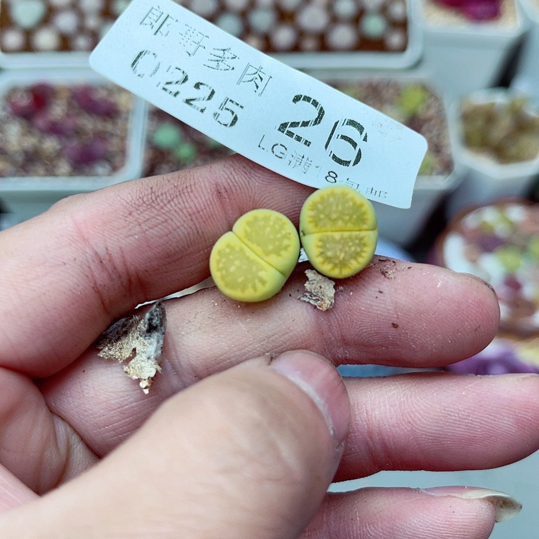 郎哥多肉生石花25-26