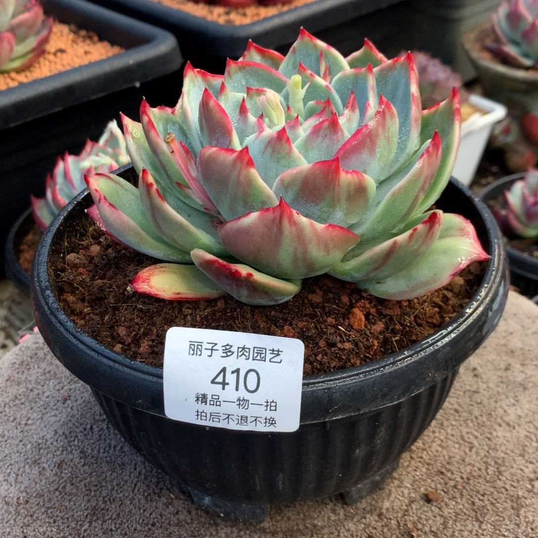 410花脸宽叶拉丝外翻。尺寸12。多肉植物