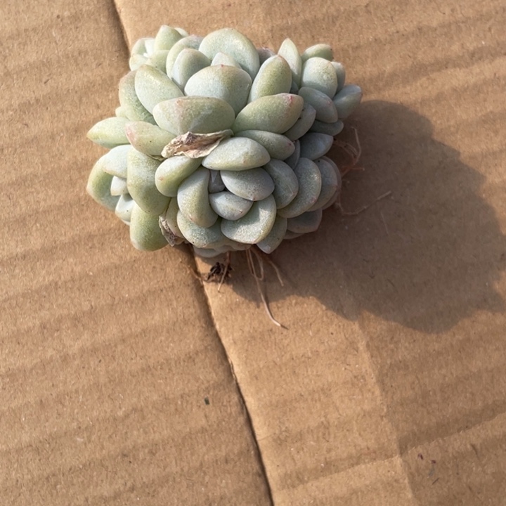 冰玉7头一颗冠幅4-5厘米20包邮新疆西藏不发