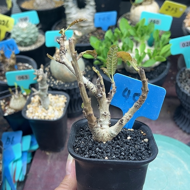 泰系实生娜娜乳香多肉植物