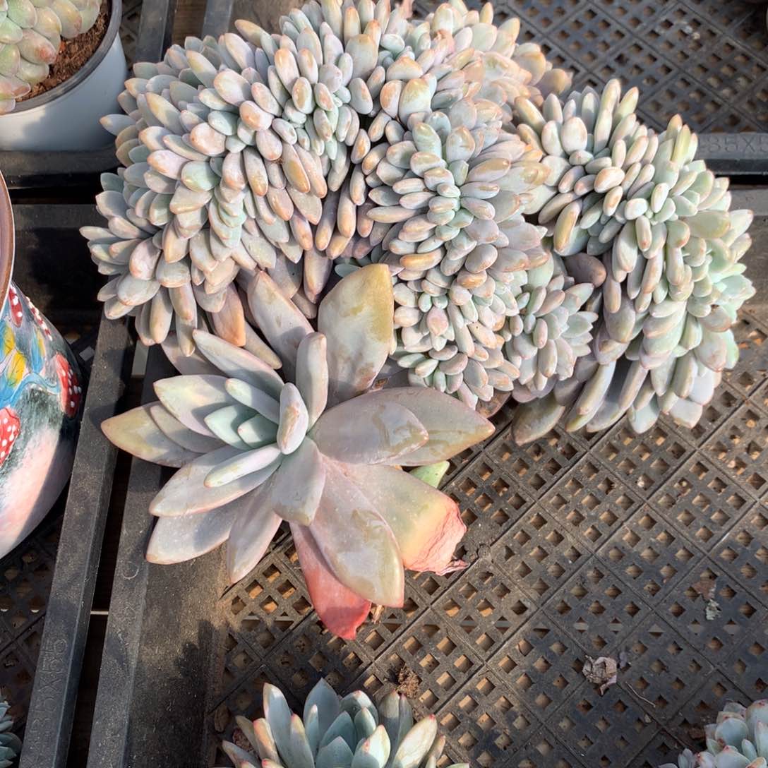 ?A685 售后范围：签收起7天内，录开箱视频