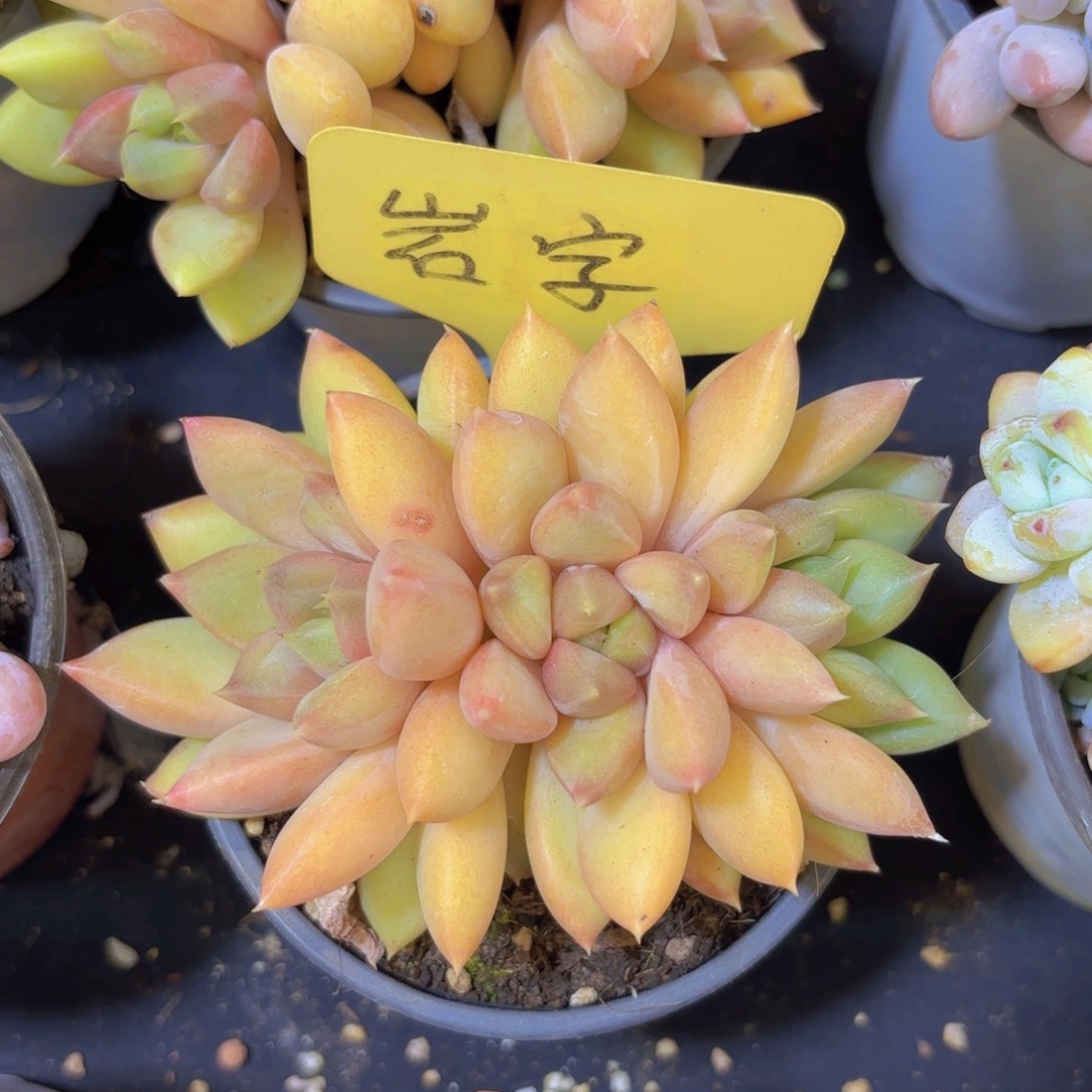 多***诺云南金致精品多肉