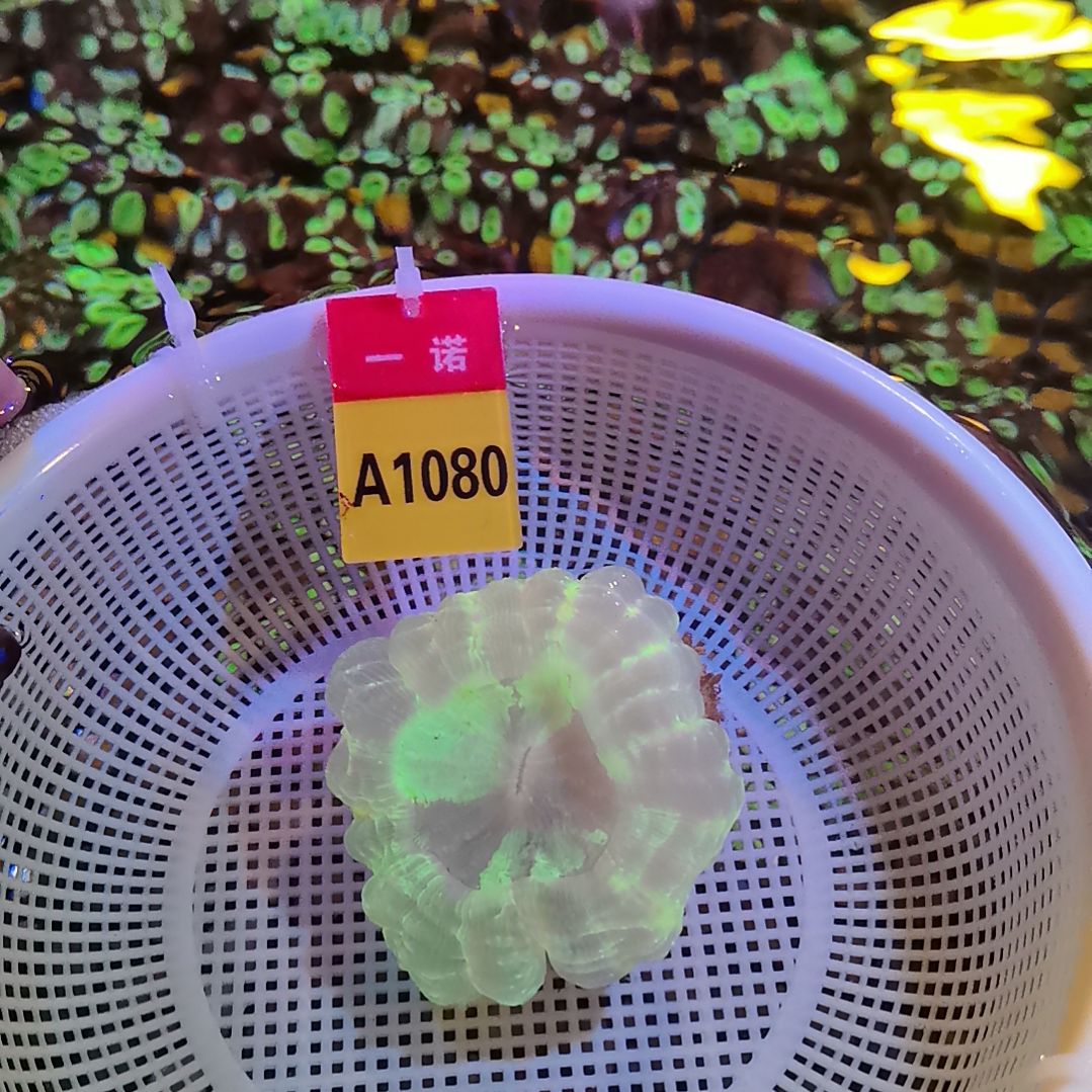 草皮珊瑚富士脑188包邮