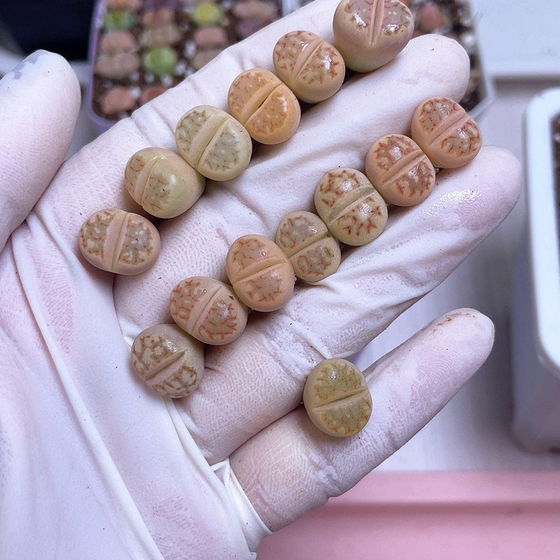 559号 丽红玉……………………