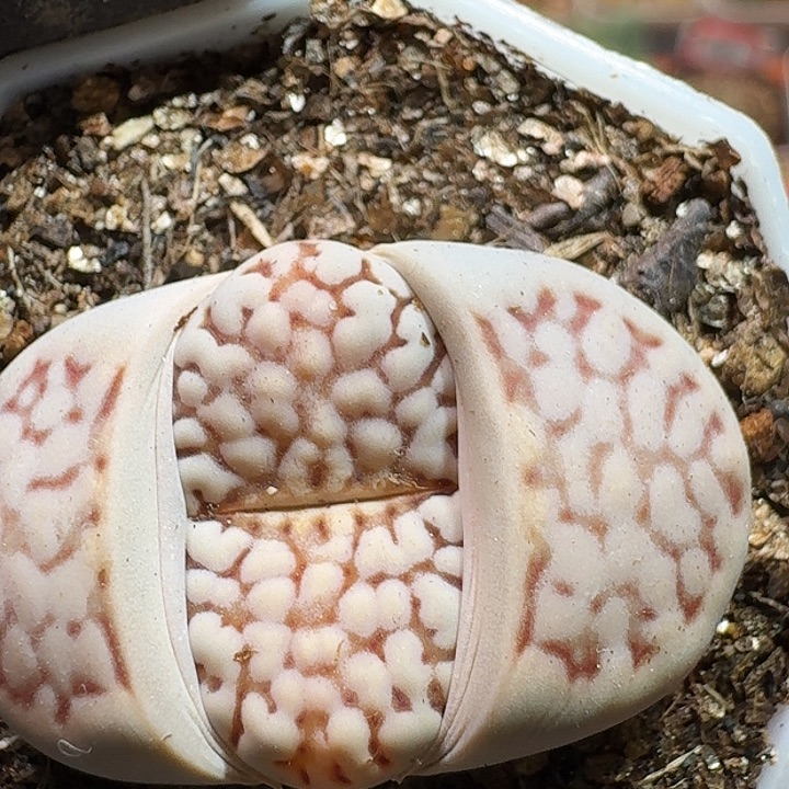 生石花23333。 56