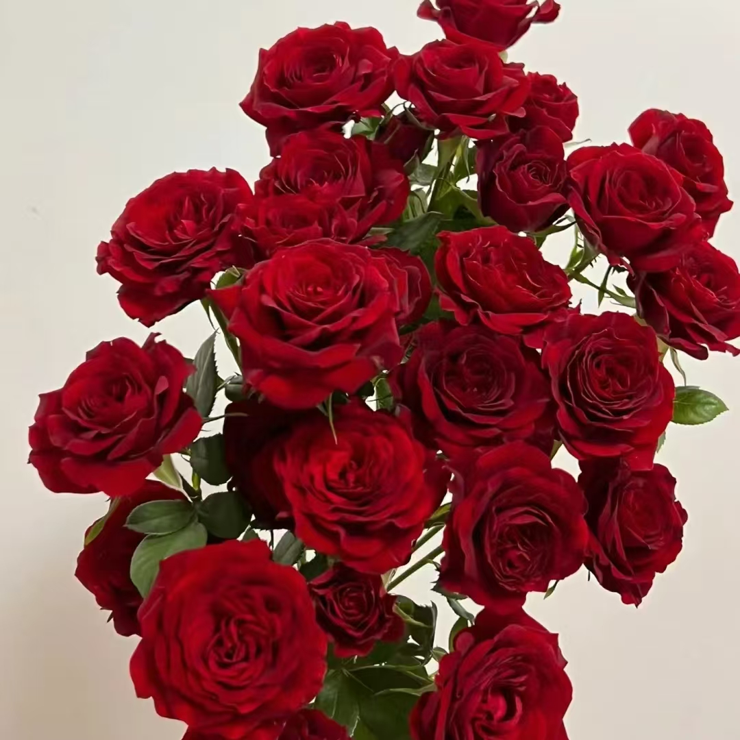 赤玉多头玫瑰9支+1支防损 收到先醒花拍1单发中通2单升级快递