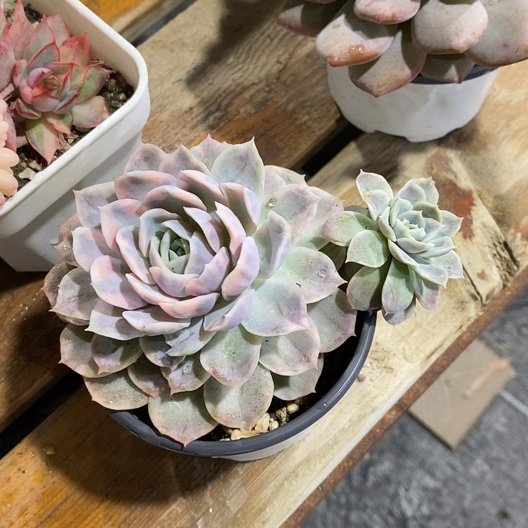 雪球锦多肉植物老桩