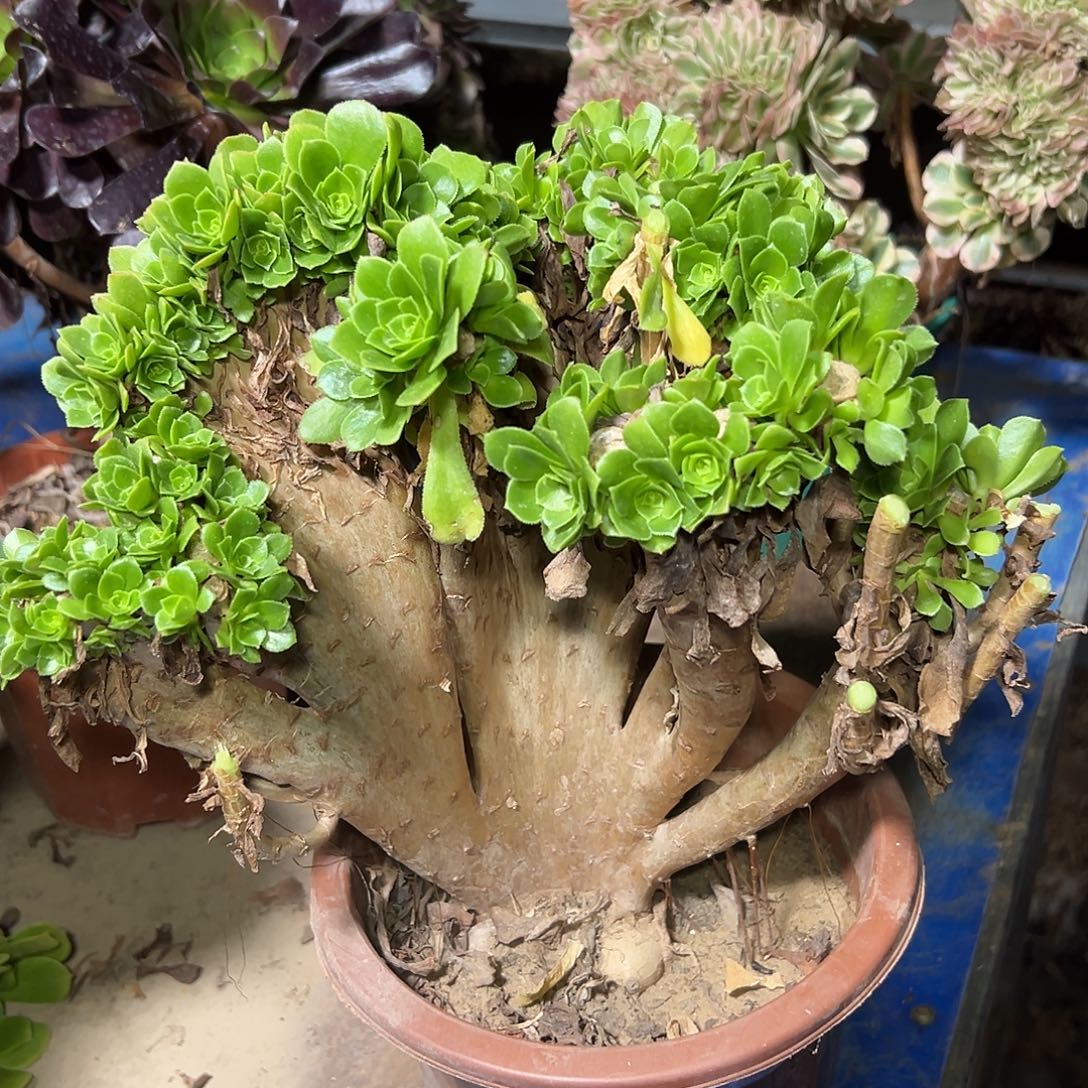 多147肉植物绿羊绒母本