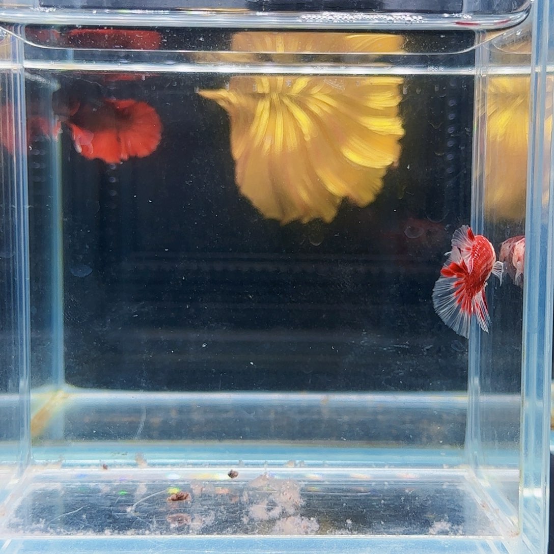 斗鱼活体观赏鱼好养耐活