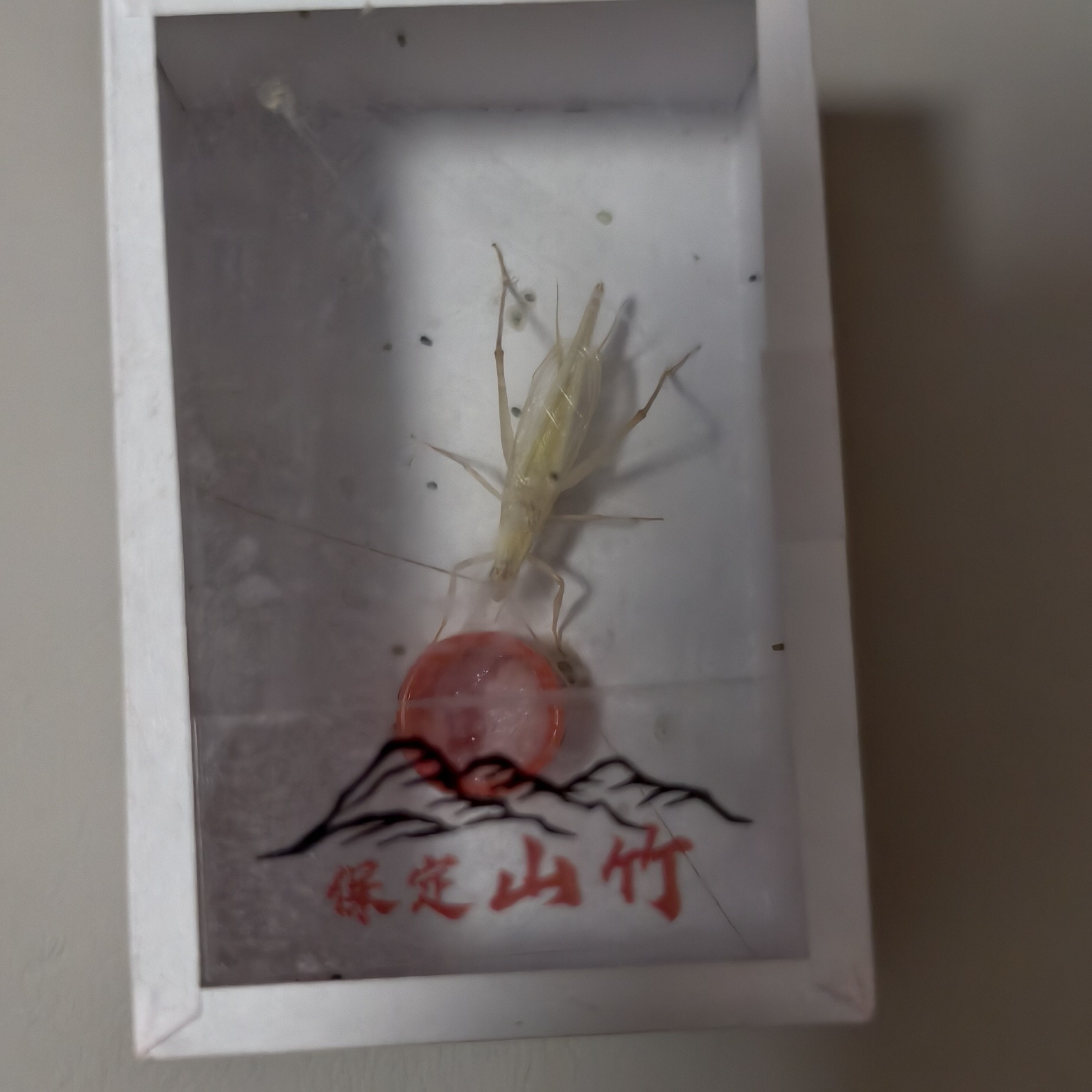 保定山竹蛉 单口叫声 人工新脱 声音好听