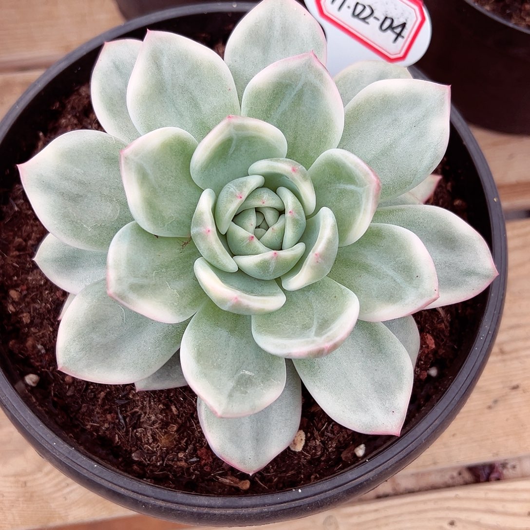 1102-04伊丽莎白锦