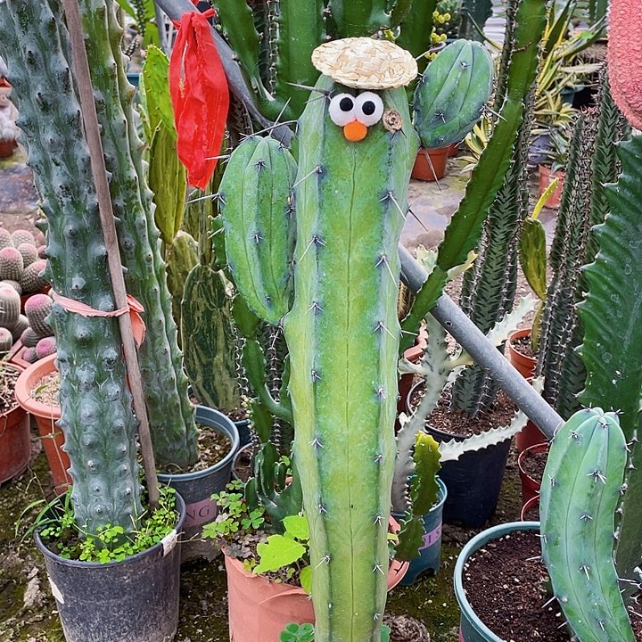 V***-完全开放龙神木裸根发货