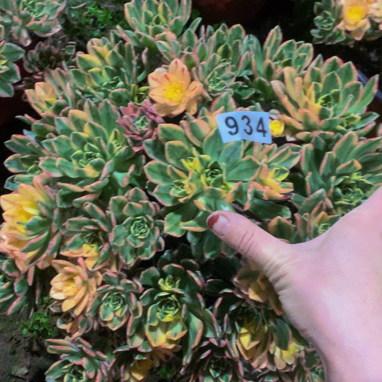 【闪购商品】934甜茶多肉