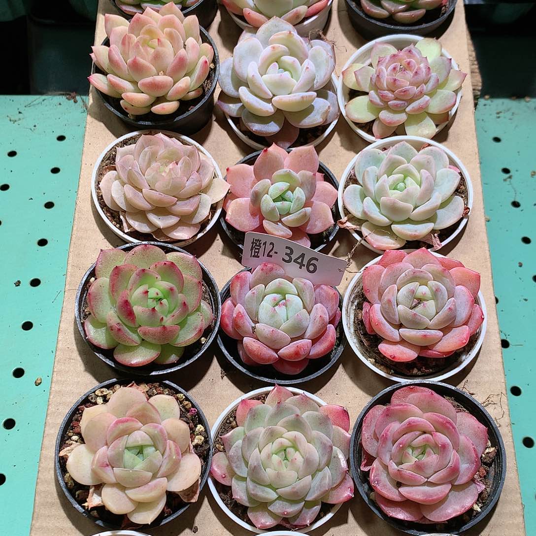 12-346一物一拍带盆18颗