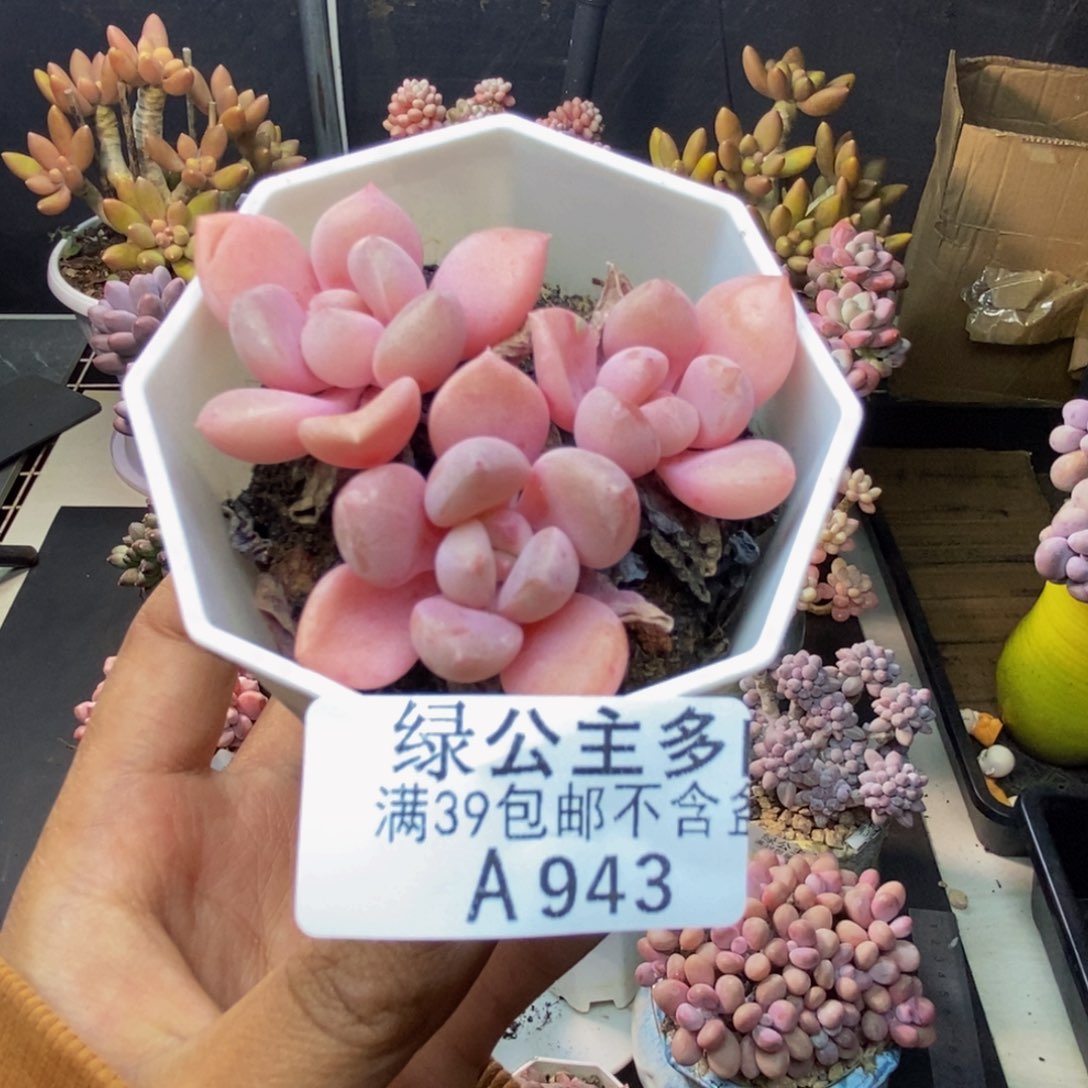 943粉桃花多肉5c m