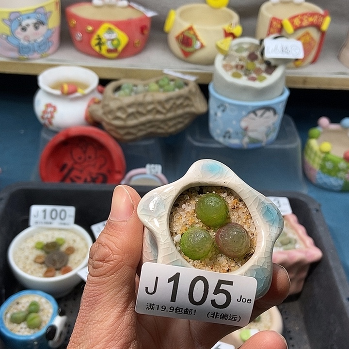 105大舅生石花肉锥