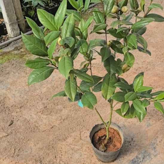 完全开放正黄旗茶花