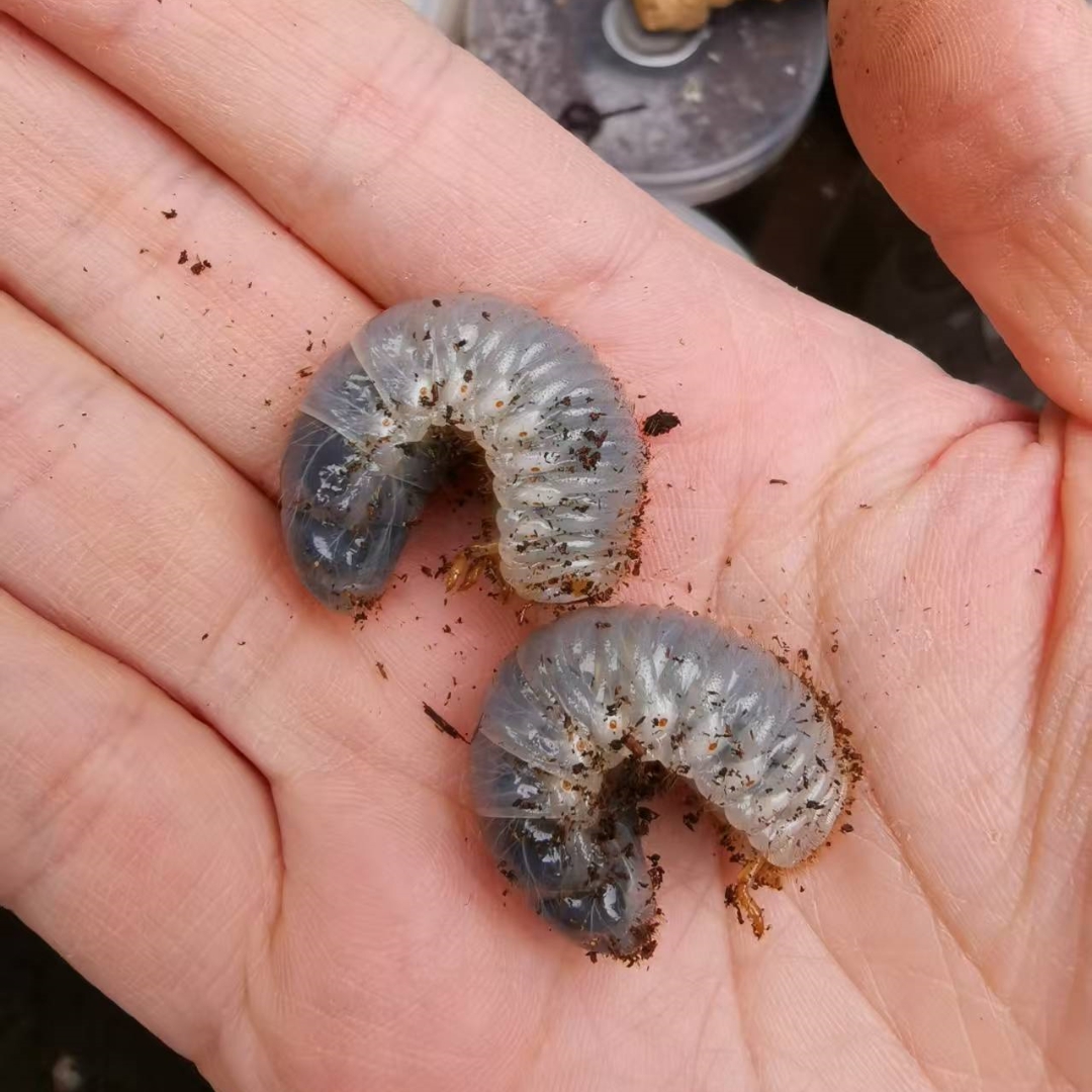 1~2龄佛罗伦斯姬兜幼虫 2只