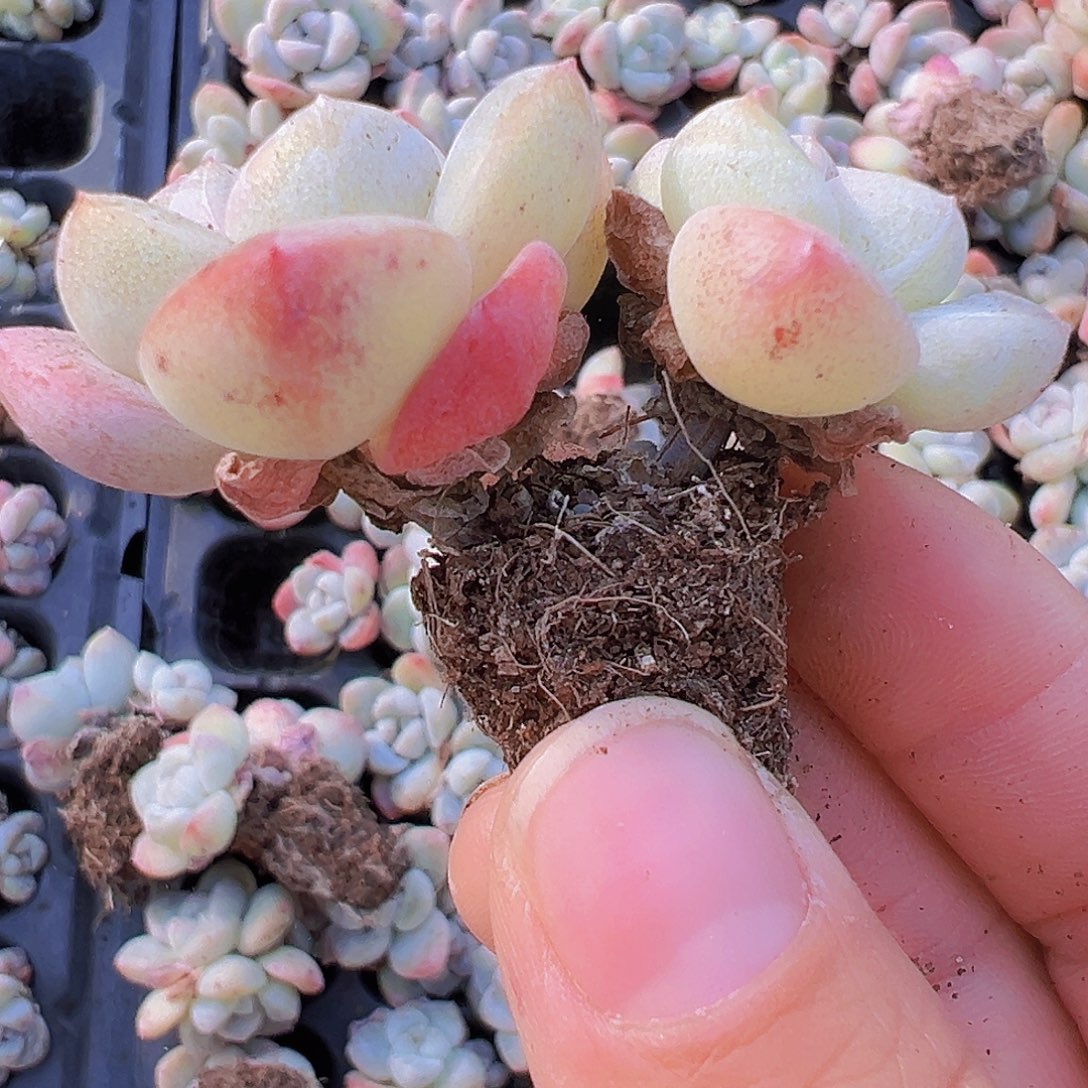 穴盘双头杆子冰玉苗5颗