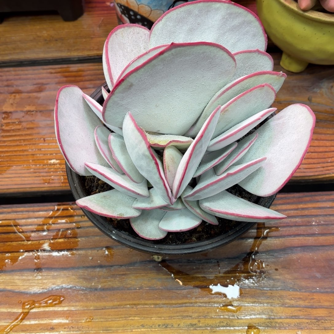 孤***）白眉大侠，多肉植物