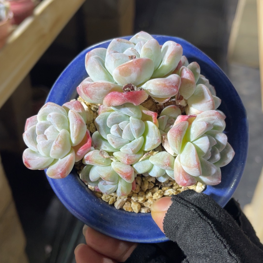 冰玉老桩 一物一拍不支持退换