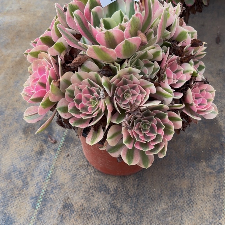 瑞妈多肉园艺637女巫