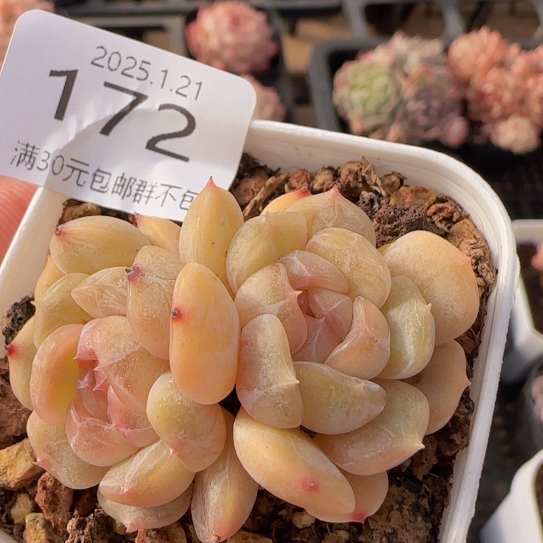 白色恋人双头一颗脱土