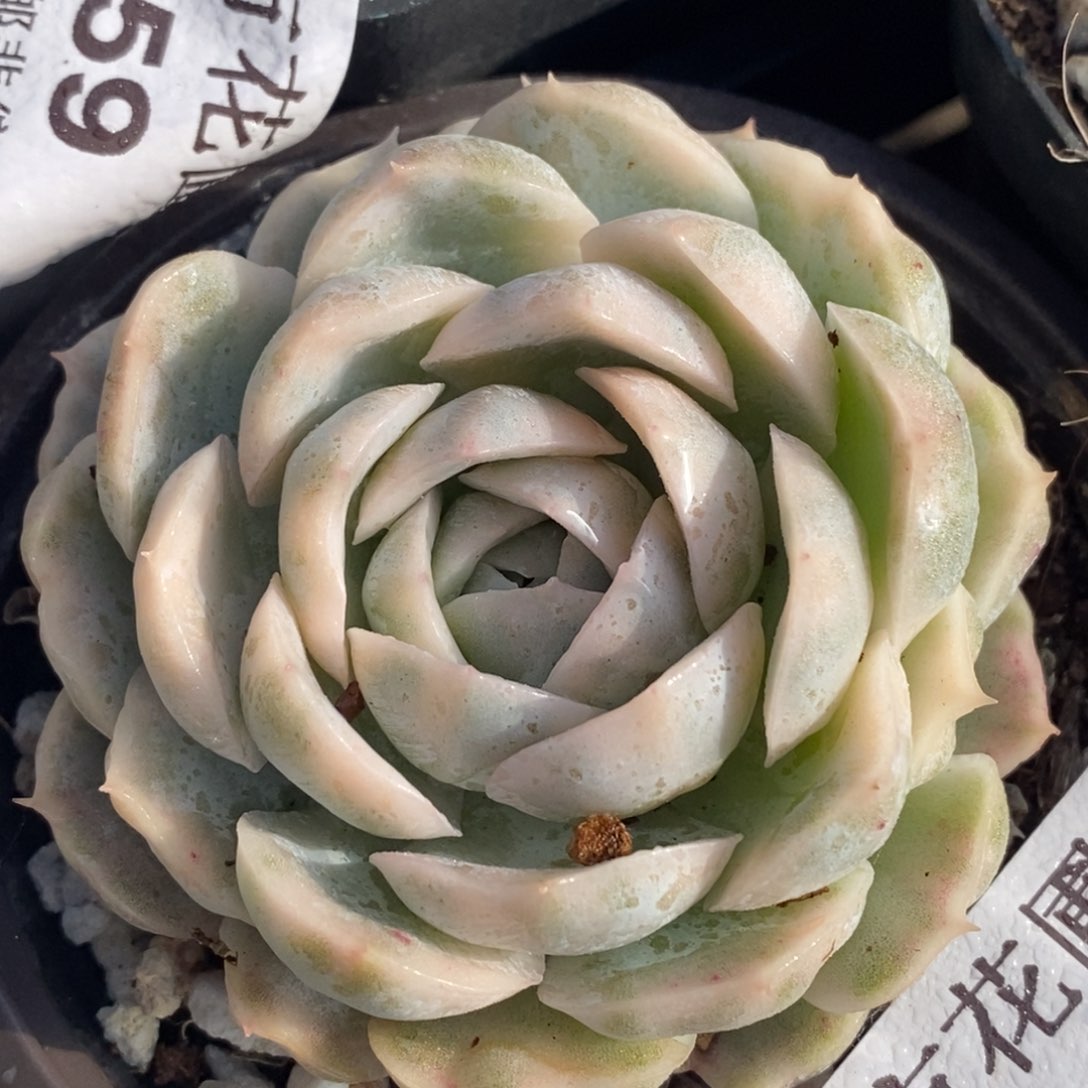 760墨西哥雪球锦