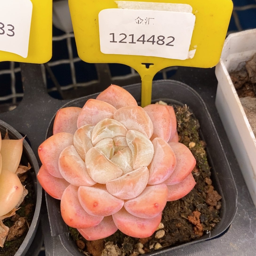 福利多多。1214482