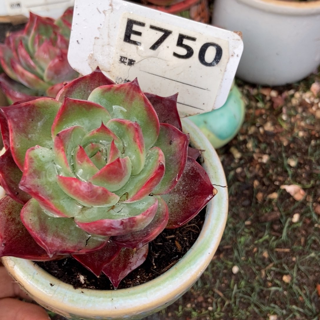 惊鸿一瞥750号楼