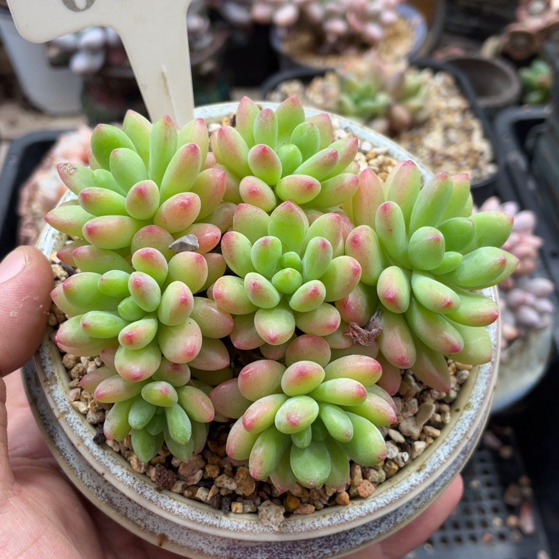 0640香格里拉不带盆10厘米