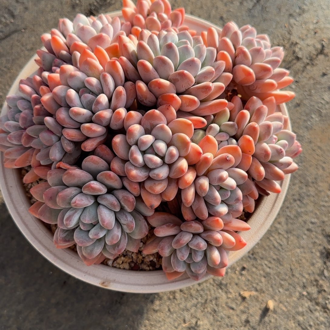 香水多肉植物多肉