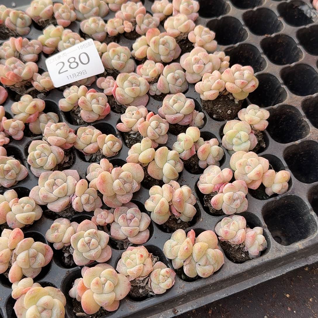 280号到手5颗，琥珀鱼双头