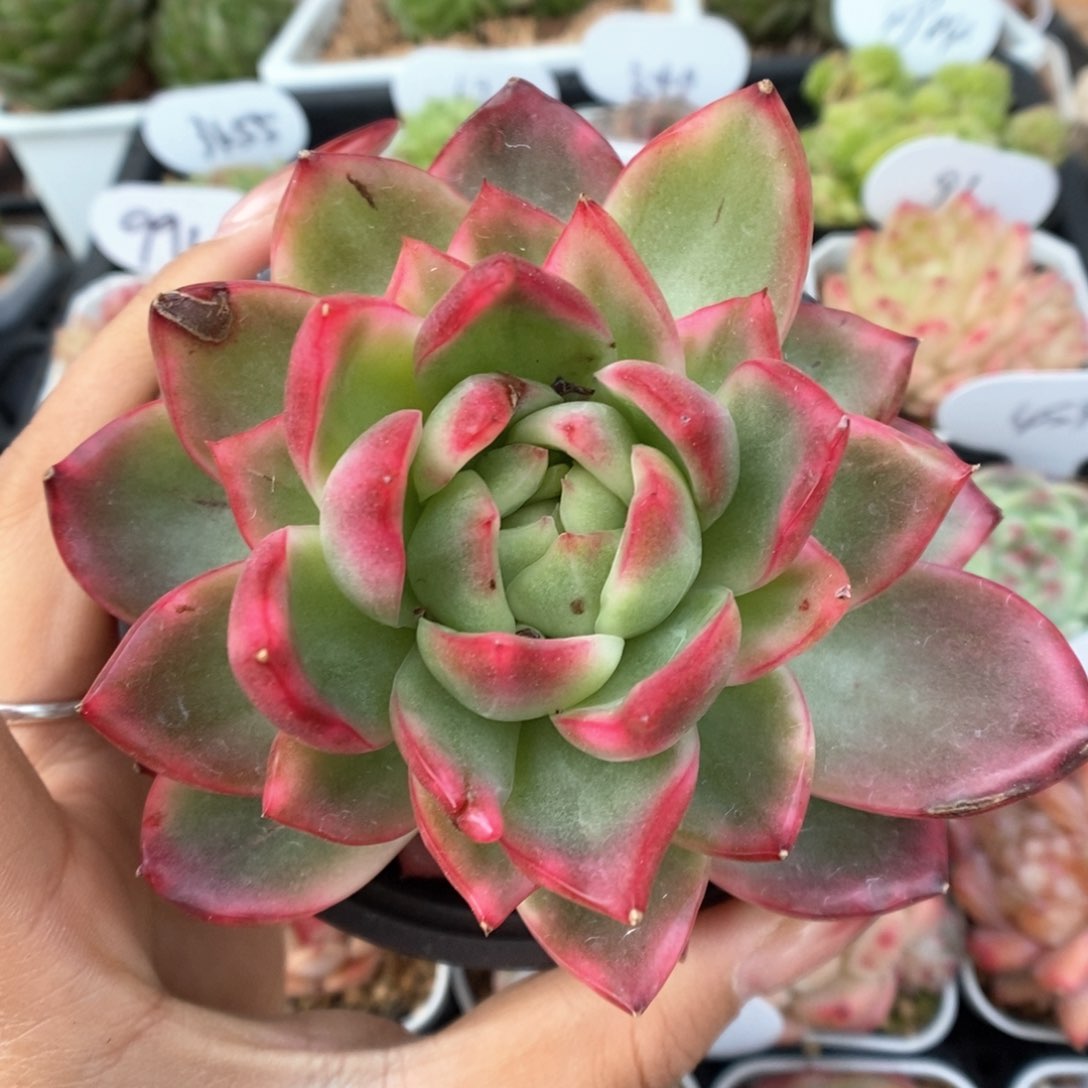 水晶珍妮锦可拍。          