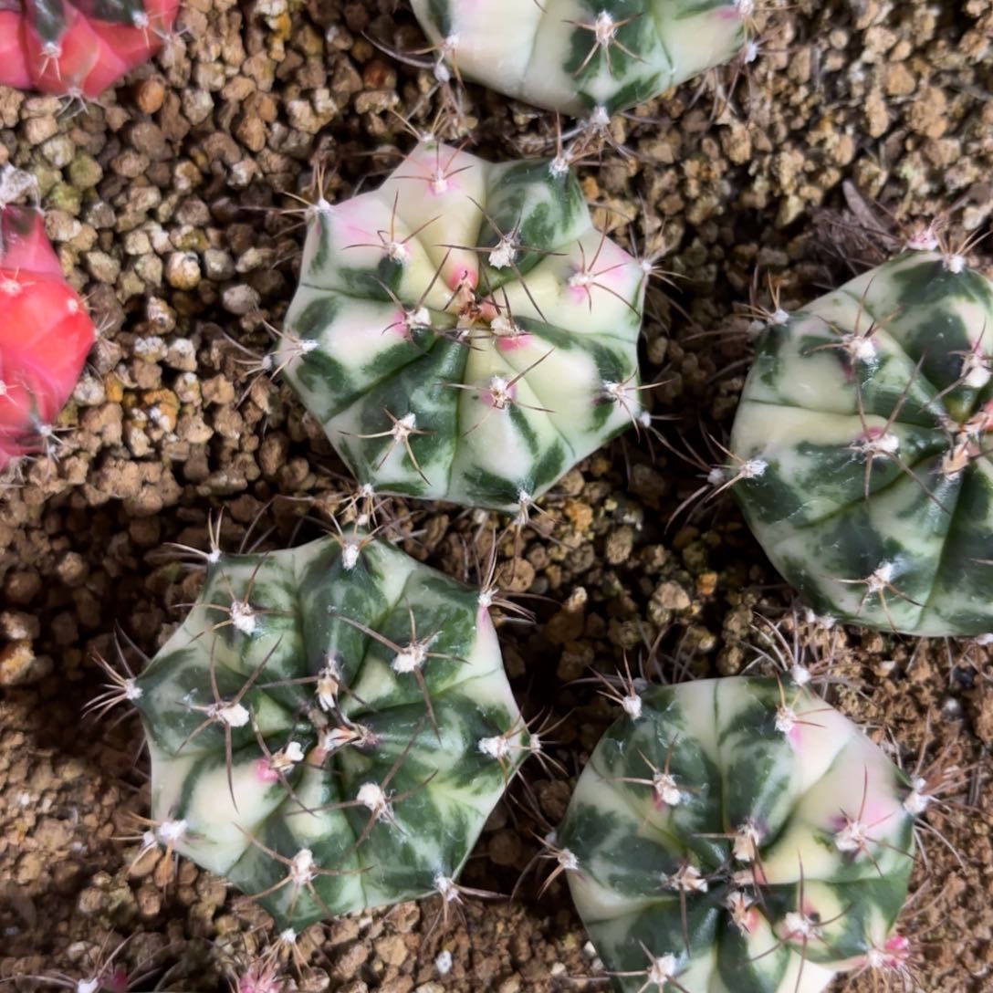 三***寿77-0101下播福利元旦快乐多肉