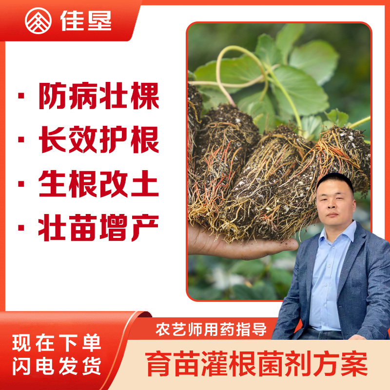 【草莓母苗定植灌根方案】土壤消毒快速杀菌全面防护