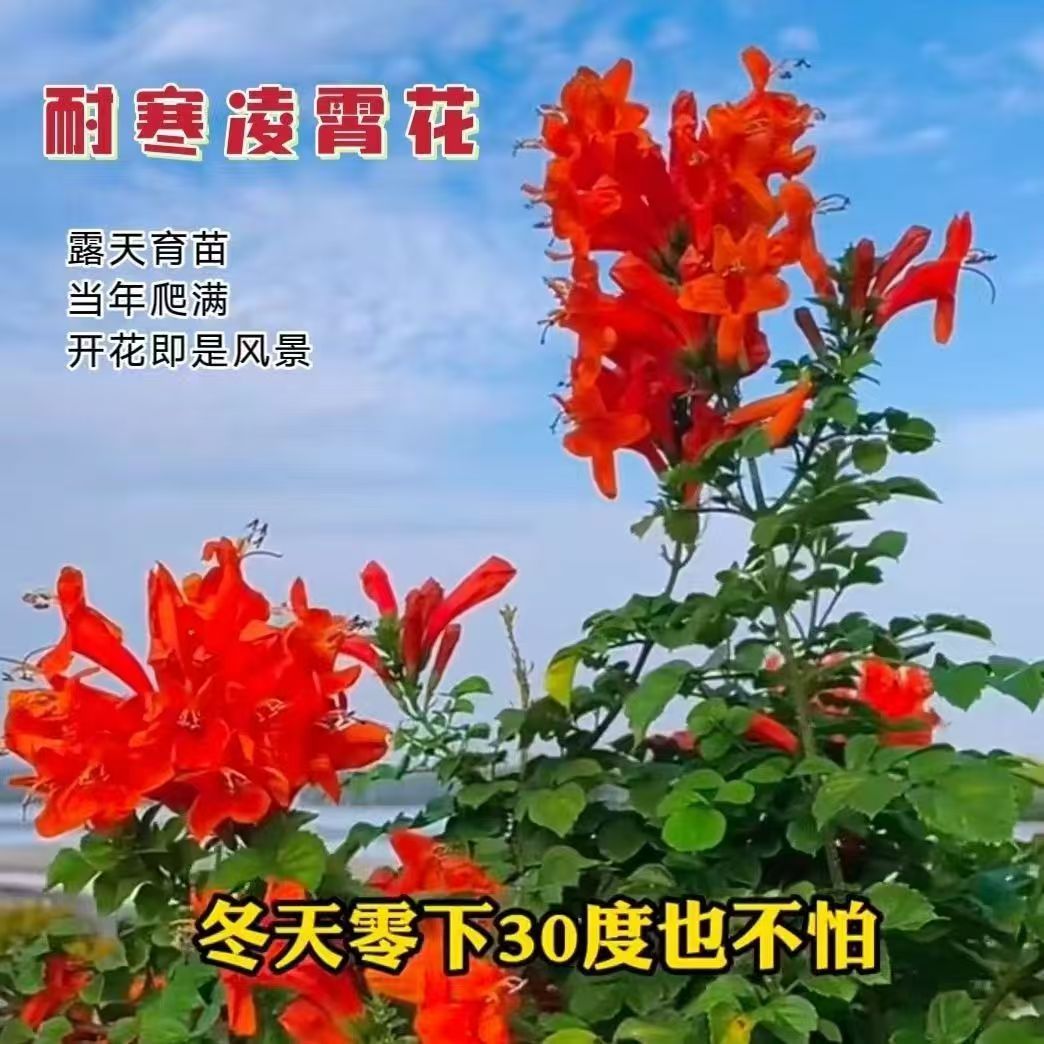 凌霄花植物超长花期四季庭院阳台花卉盆栽地栽南北方炮仗中华耐寒
