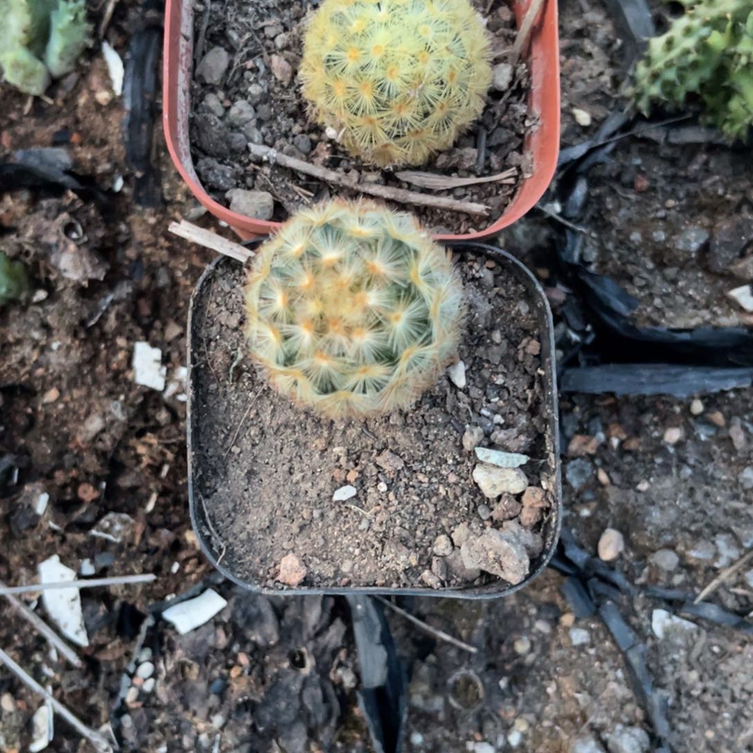 云***诺多肉植物仙人球系列