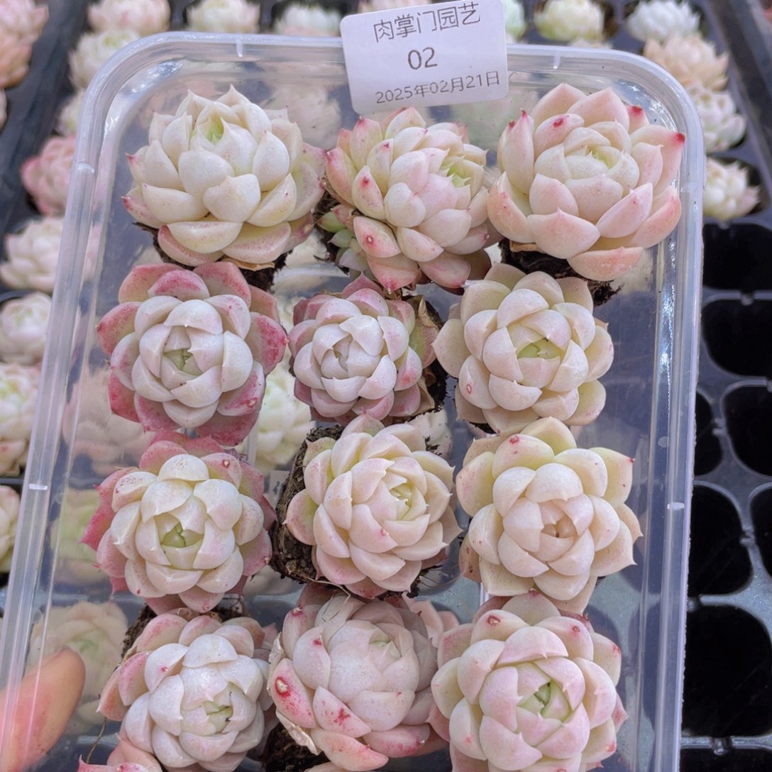 开心快乐幸福002