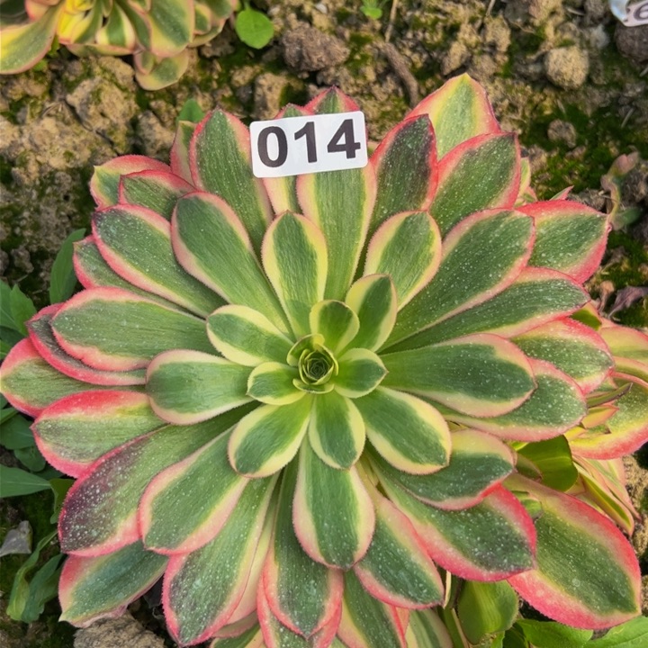 014多肉植物盆栽