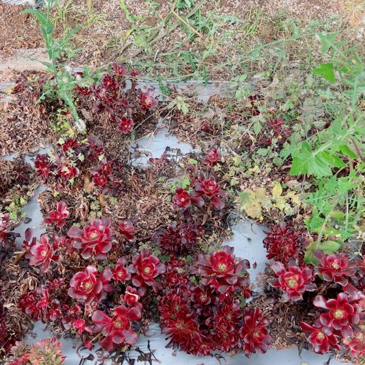 砍头苗满箱多肉法师