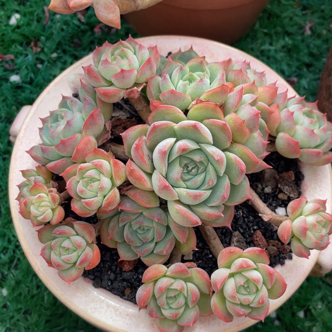 *****多肉植物盆栽多肉