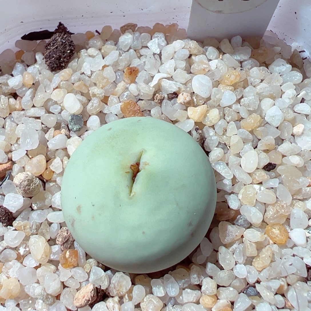 1218-636多肉多日鸽子蛋