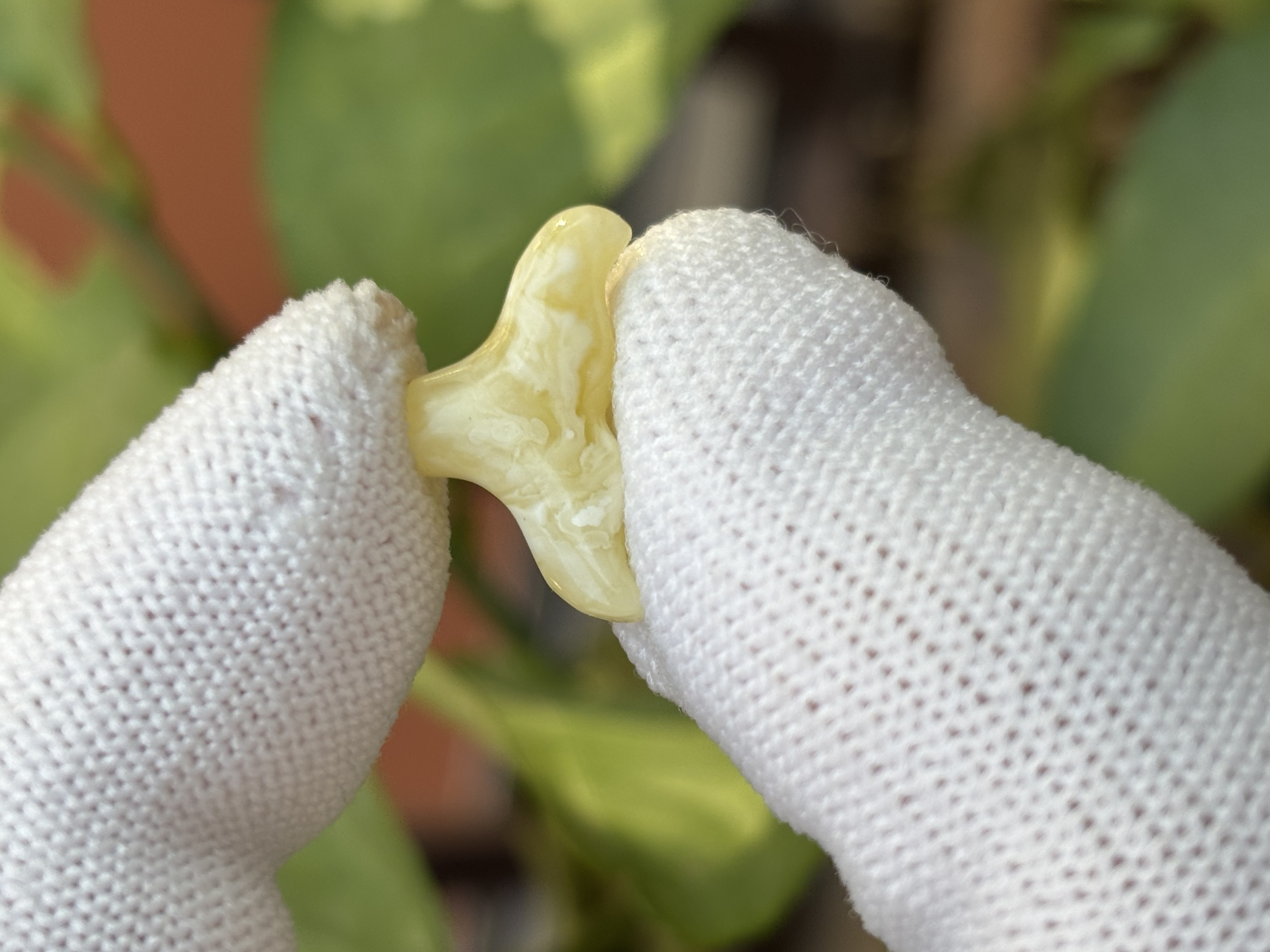 4183天然蜜蜡琥珀牛角18.7x9.9x5mm