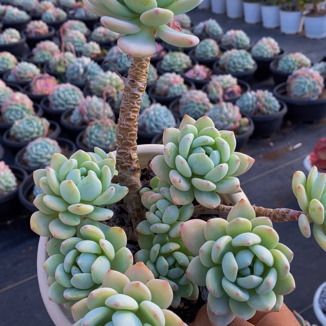 冷香整桩160杯多肉